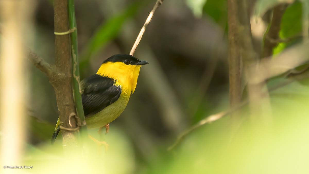 Golden-collared Manakin - ML523589601