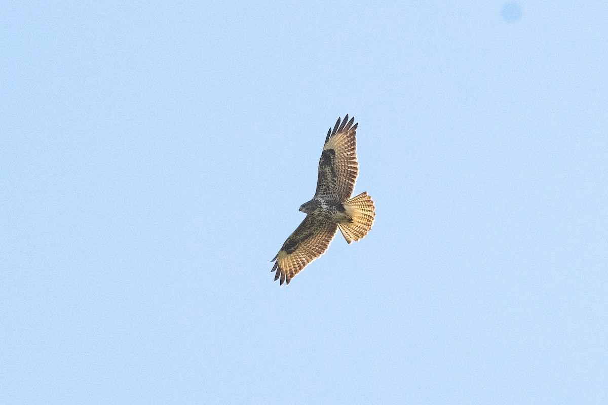 Common Buzzard (Western) - ML523590141