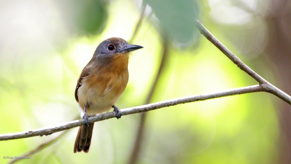 Gray-cheeked Nunlet - Denis Rivard