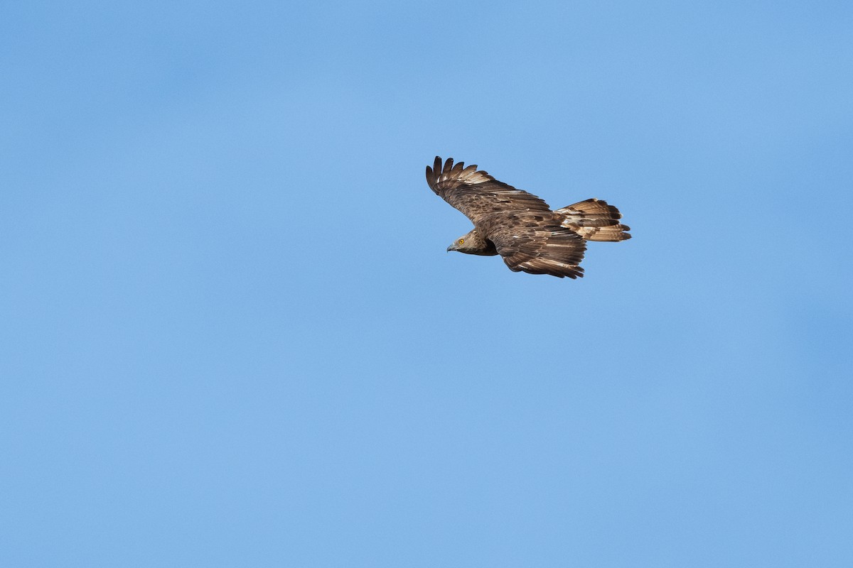 European Honey-buzzard - ML523591361