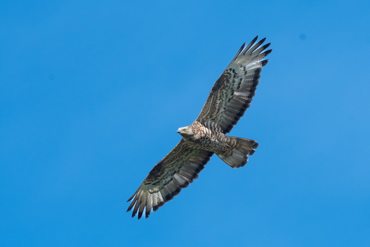 European Honey-buzzard - ML523591371