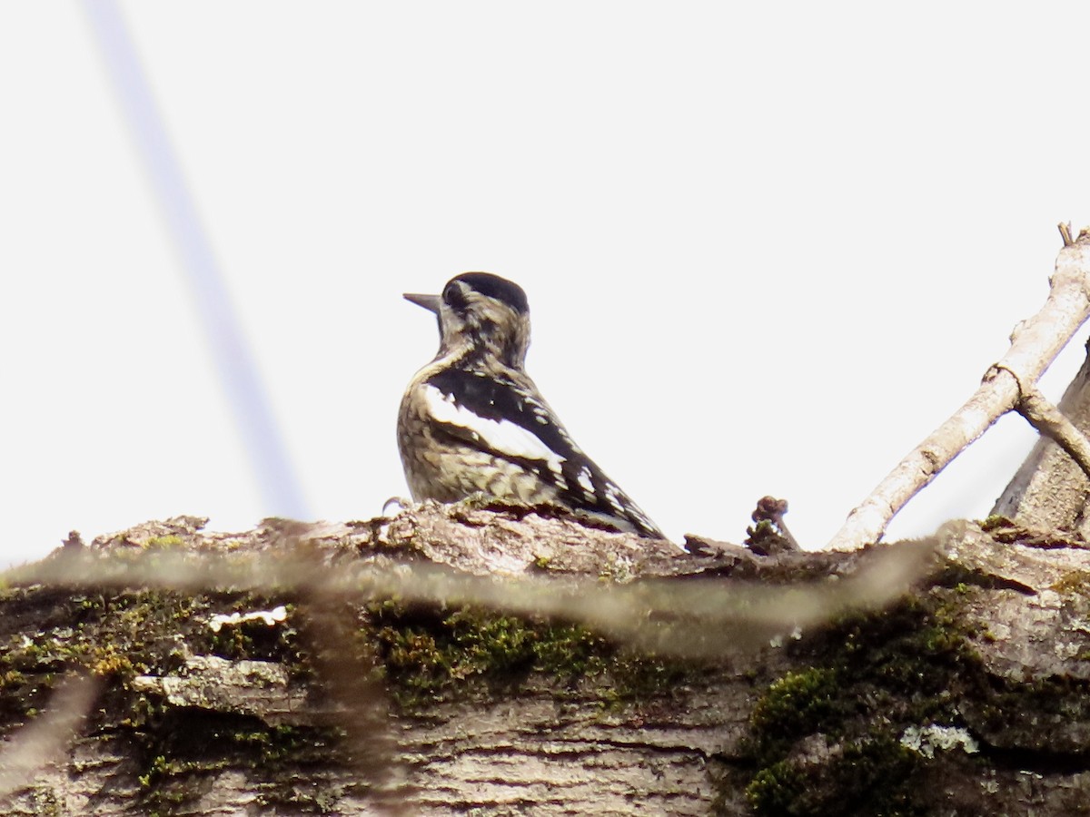 Yellow-bellied Sapsucker - ML523591451