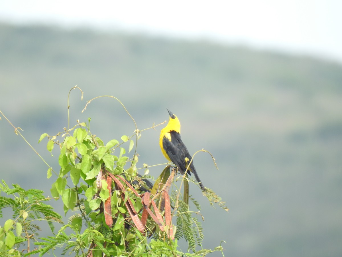 Oriole Blackbird - Antonio García Bravo - CORBIDI