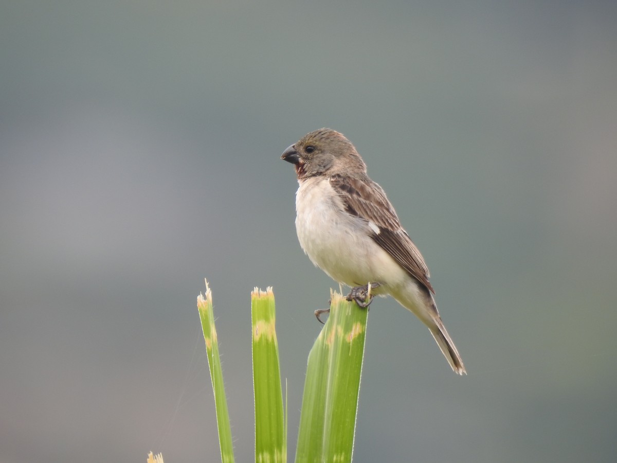 Chestnut-throated Seedeater - ML523592301