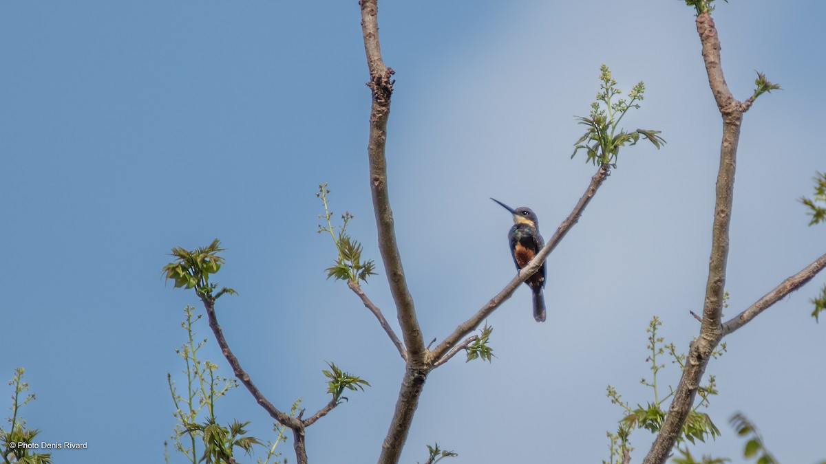 Dusky-backed Jacamar - ML523592331