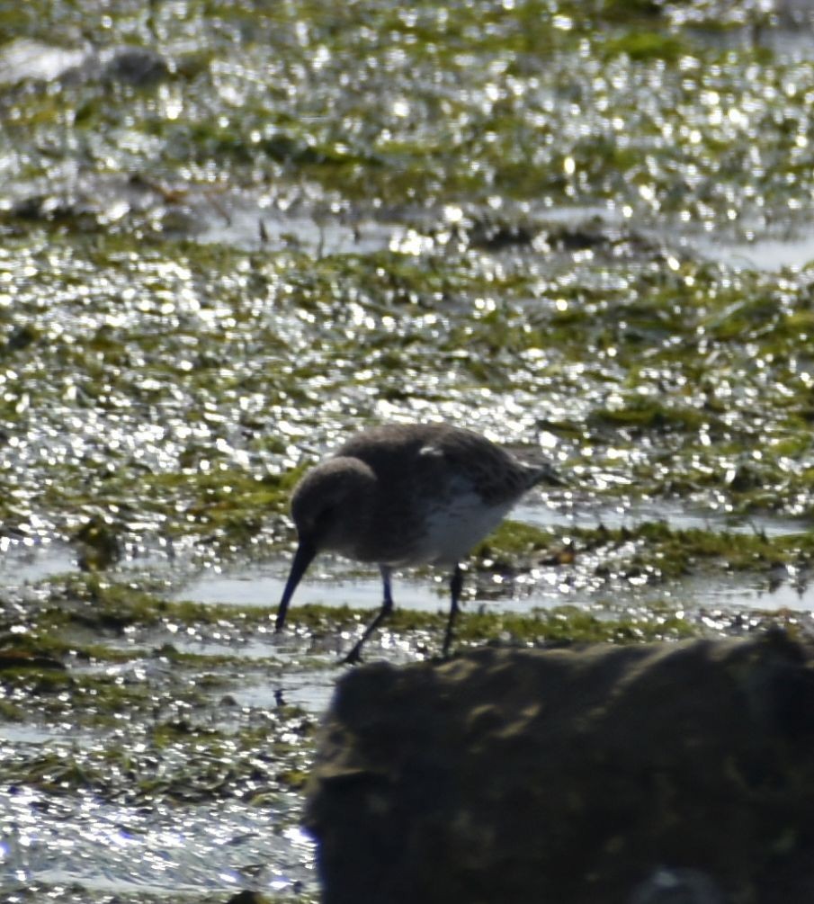 Dunlin - ML523592561