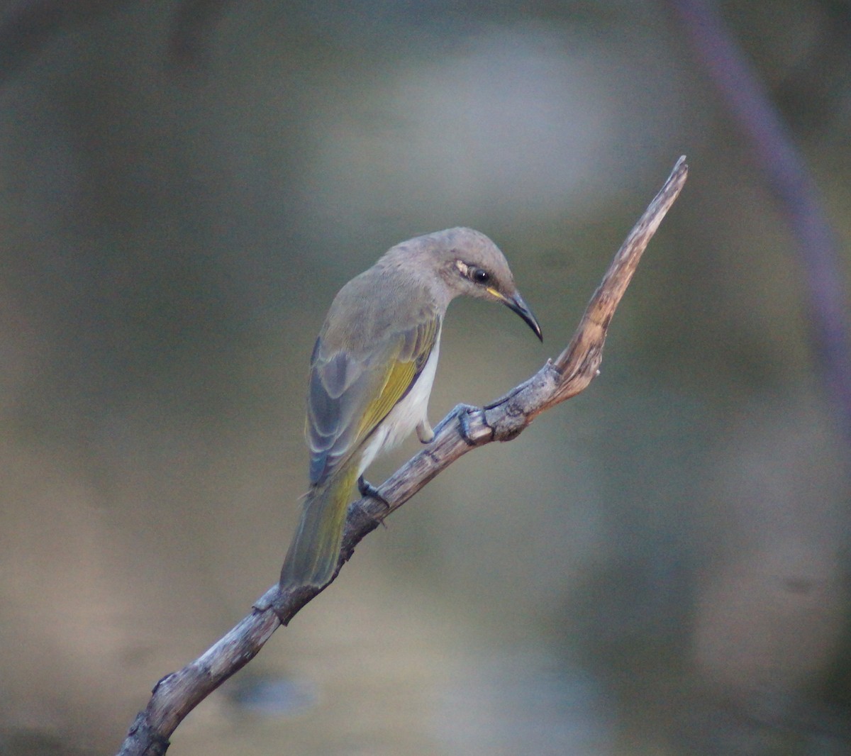 Brown Honeyeater - ML52359281