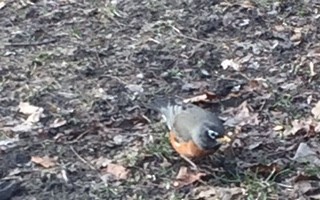 American Robin - ML52359391