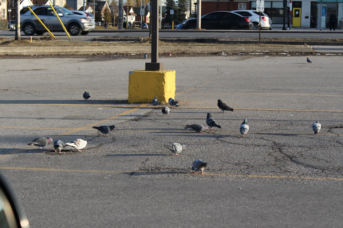 Rock Pigeon (Feral Pigeon) - ML52359401