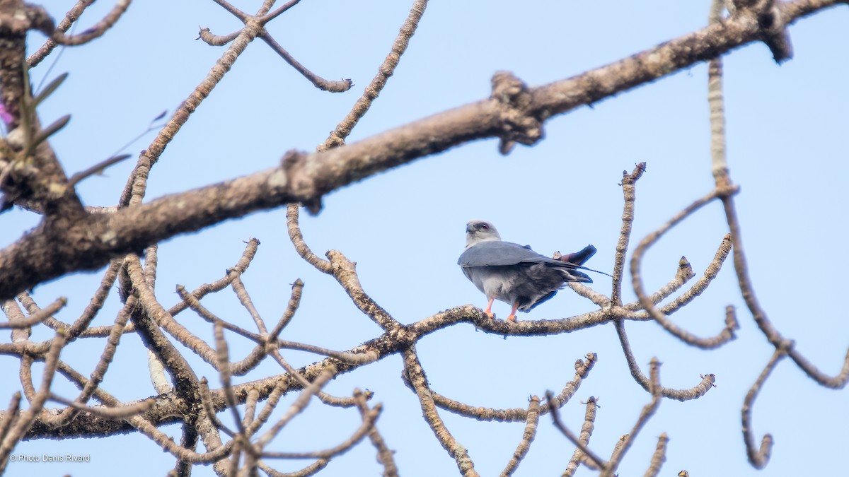 Plumbeous Kite - Denis Rivard