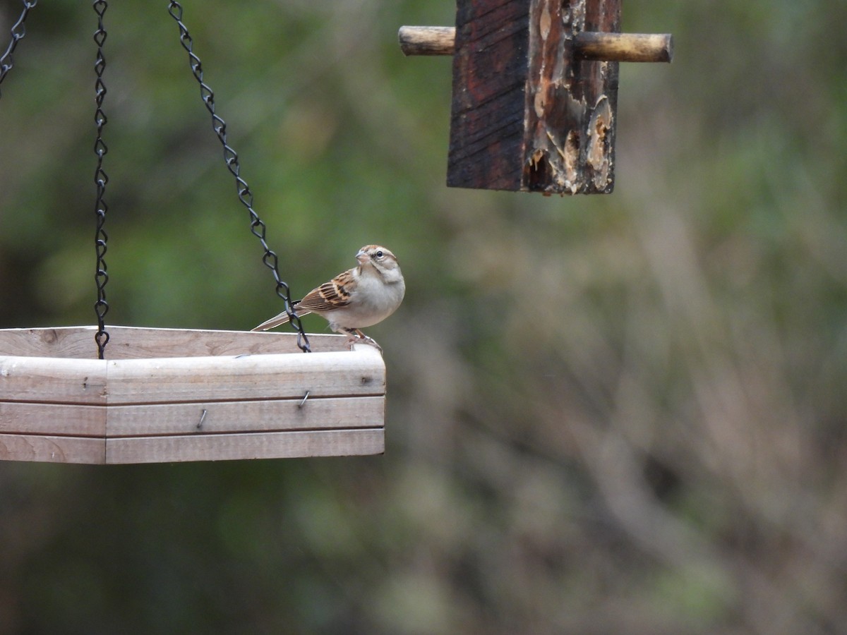 Chipping Sparrow - ML523597211