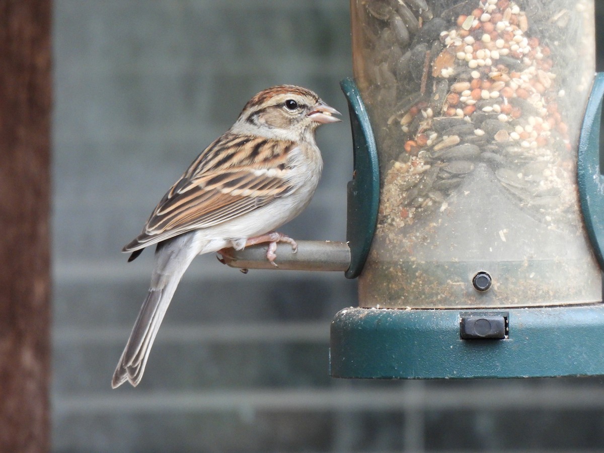 Chipping Sparrow - ML523597241