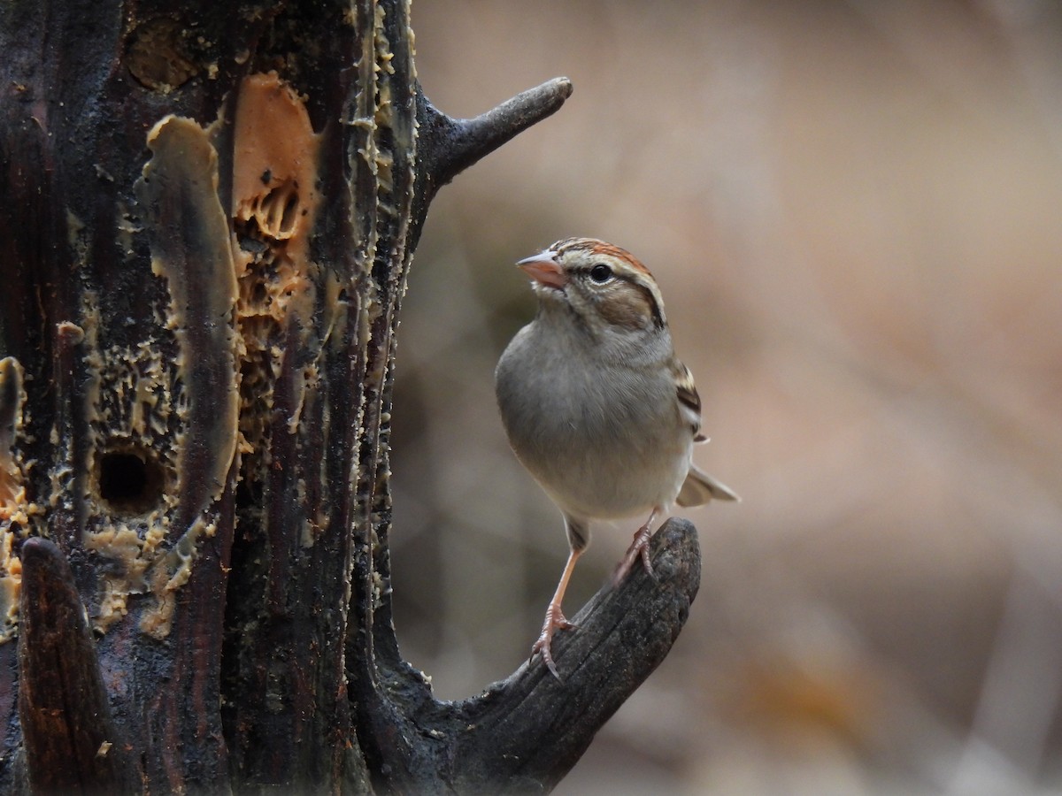 Chipping Sparrow - ML523597291