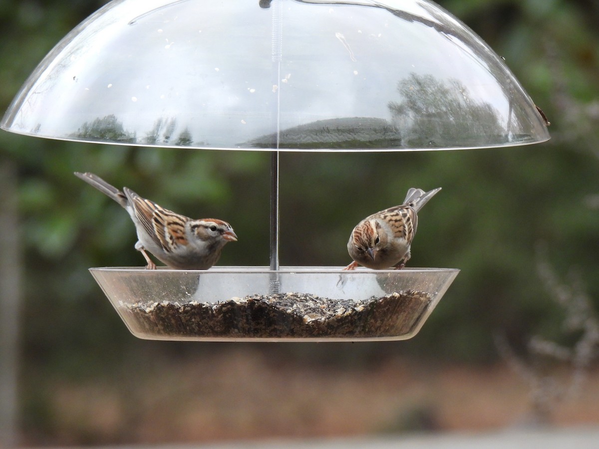 Chipping Sparrow - ML523597311