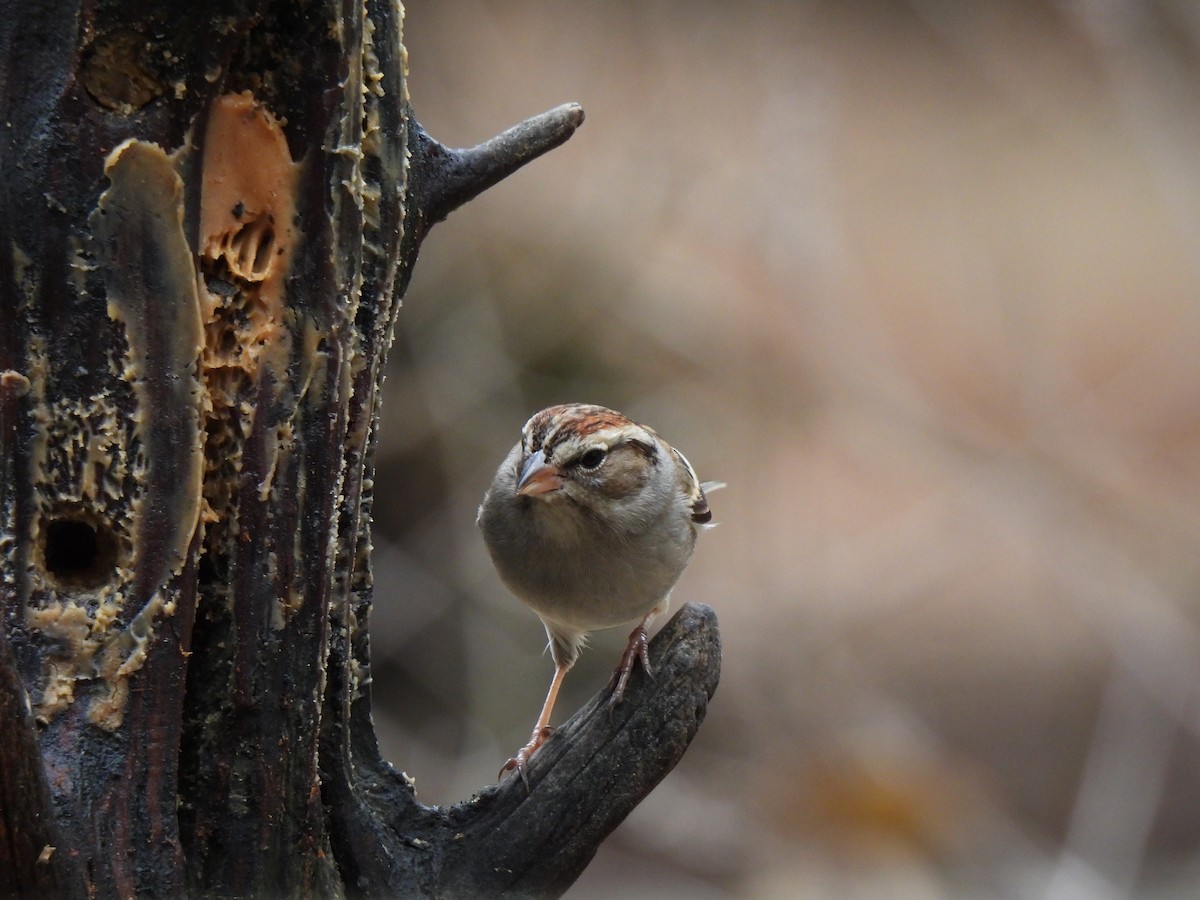 Chipping Sparrow - ML523597331