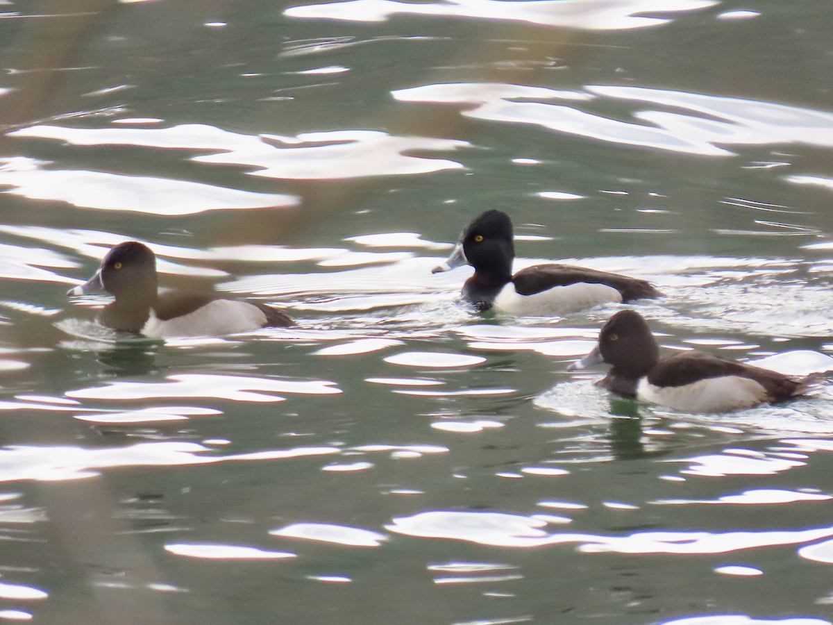 Ring-necked Duck - Richard Gregg