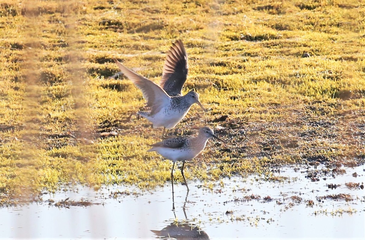 Marsh Sandpiper - ML523599231