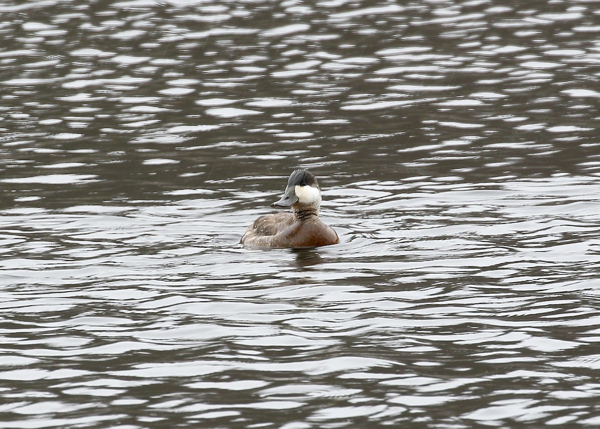 Ruddy Duck - ML52359941