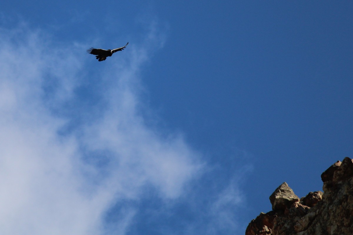 Condor des Andes - ML523600041