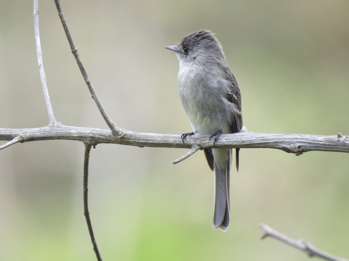 Tumbes Pewee - ML523600171