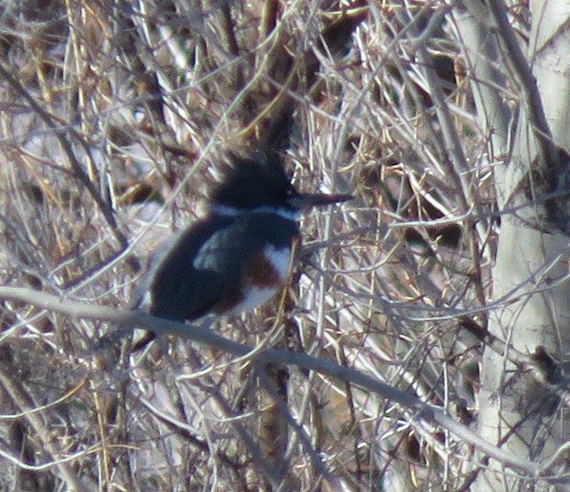 Belted Kingfisher - ML523600561