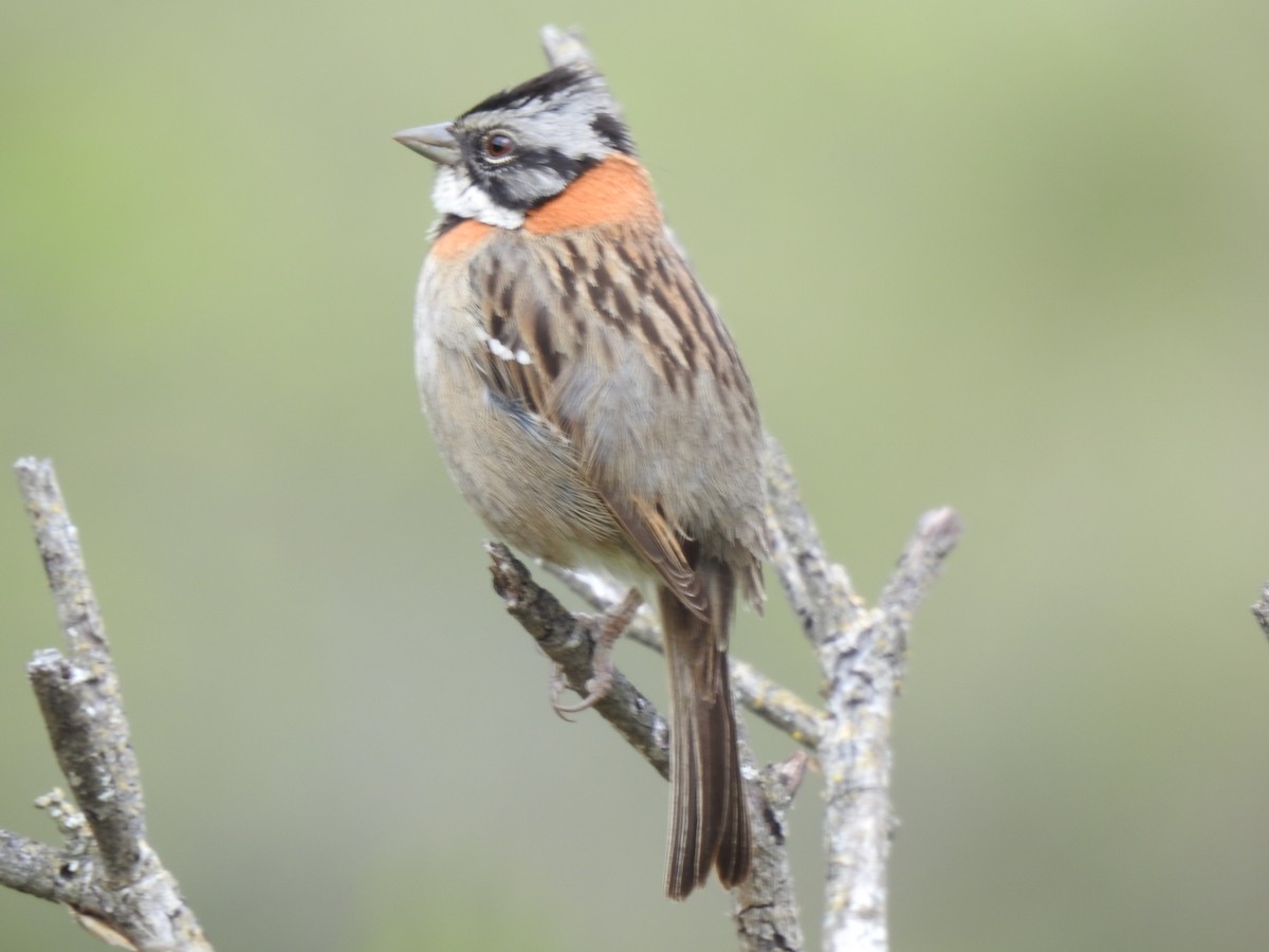 Rufous-collared Sparrow - ML523601101