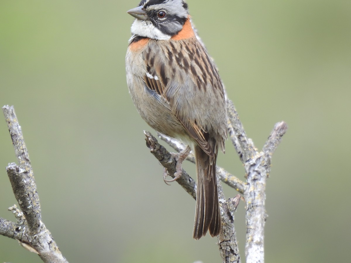 Rufous-collared Sparrow - ML523601111