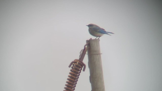 Mountain Bluebird - ML523602491