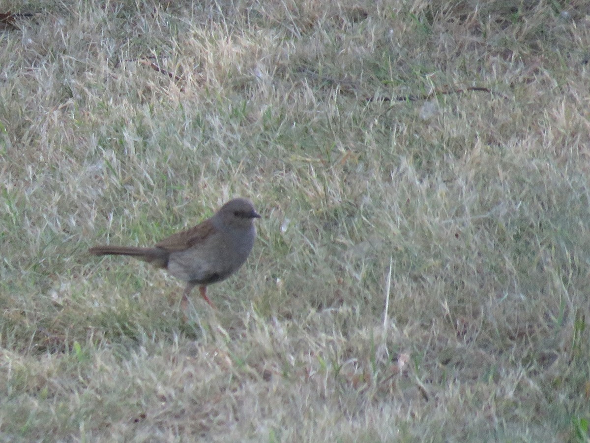 Dunnock - ML52360291