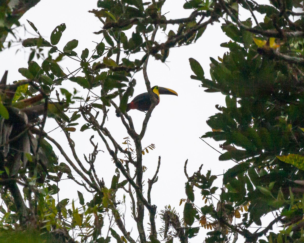 Yellow-throated Toucan - ML523602991