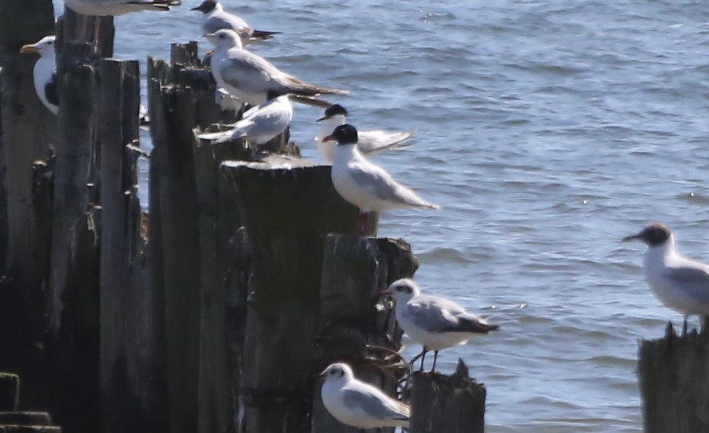 Mouette mélanocéphale - ML523603051