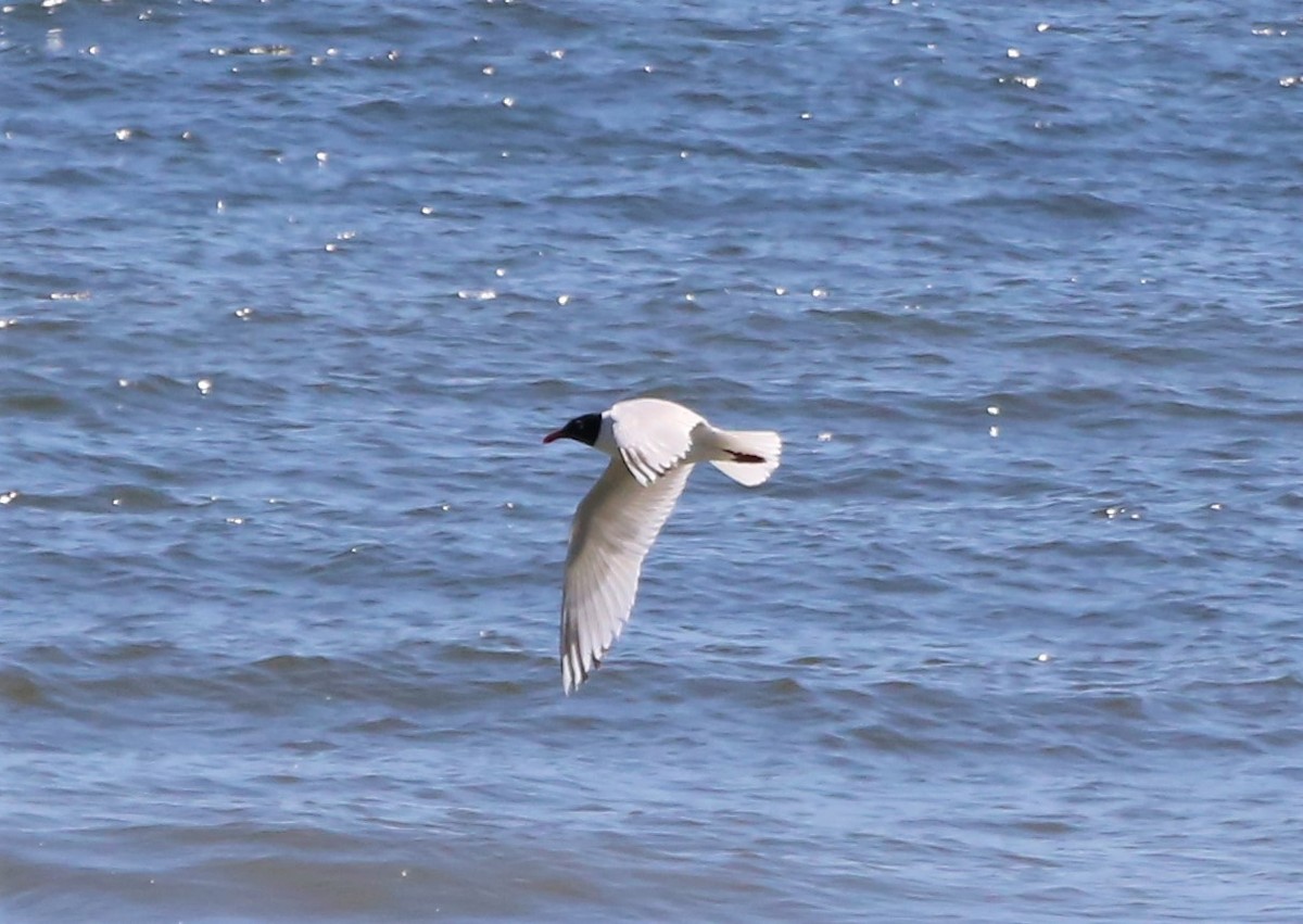 Gaviota Cabecinegra - ML523603061