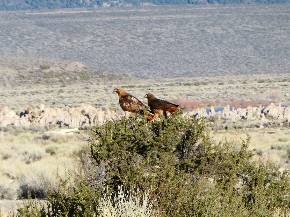 Red-tailed Hawk - Guy RUFRAY