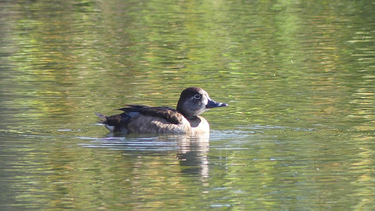 Ring-necked Duck - ML523604551