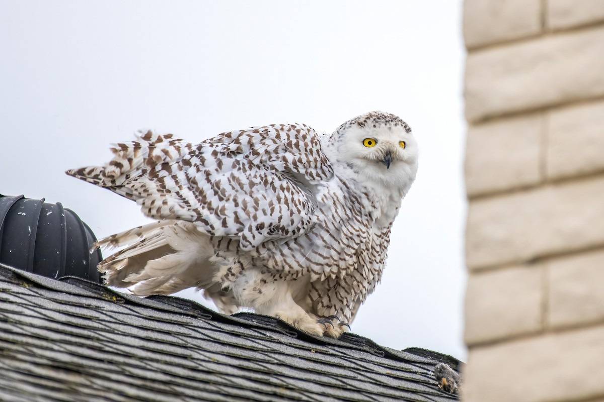 Snowy Owl - ML523605081