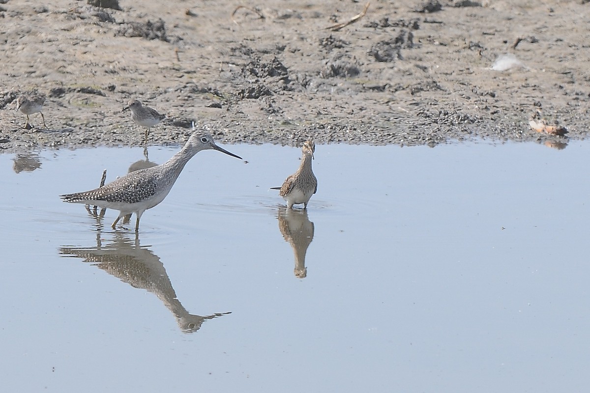 Pectoral Sandpiper - ML523605581