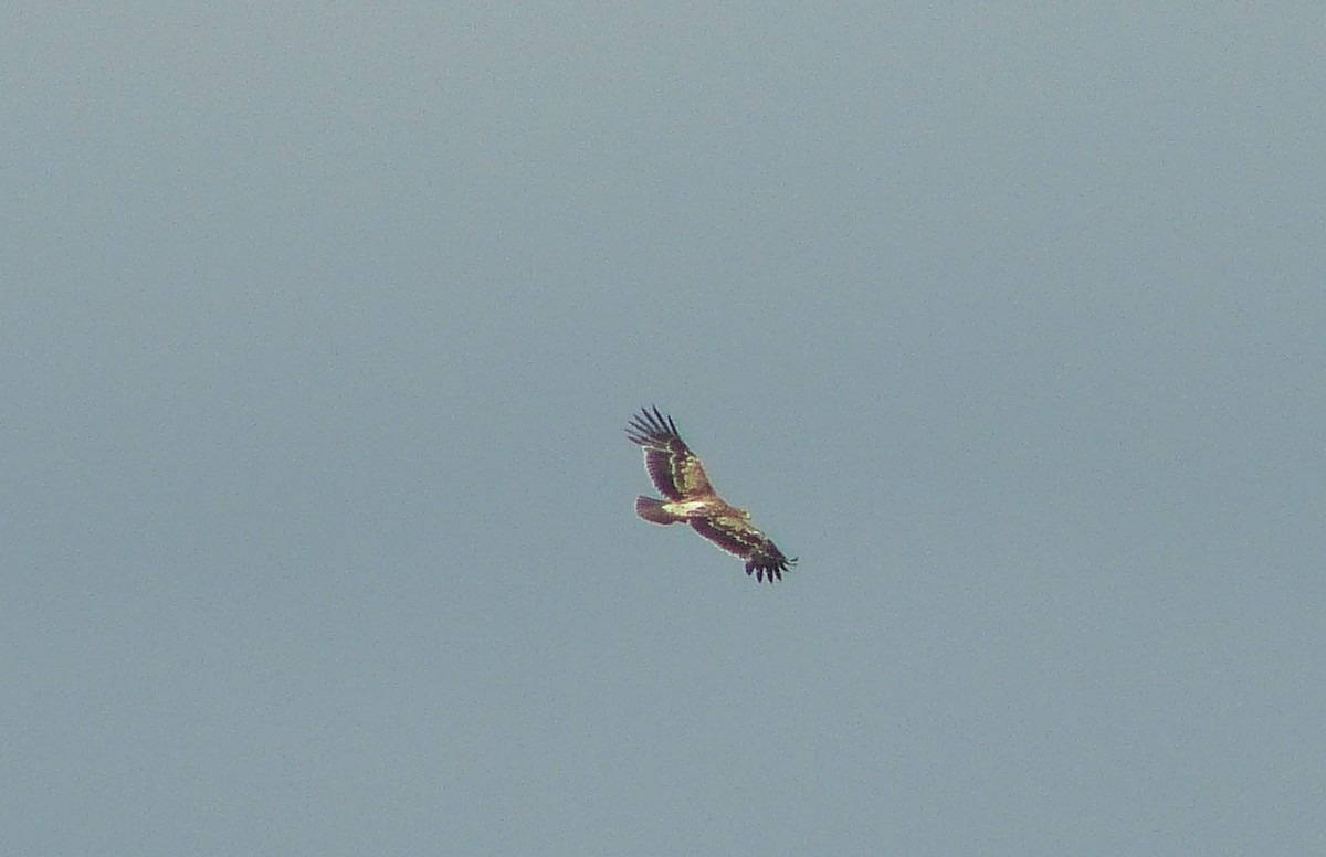 Imperial Eagle - ML523605971