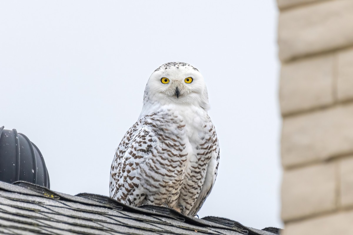 Snowy Owl - ML523608891