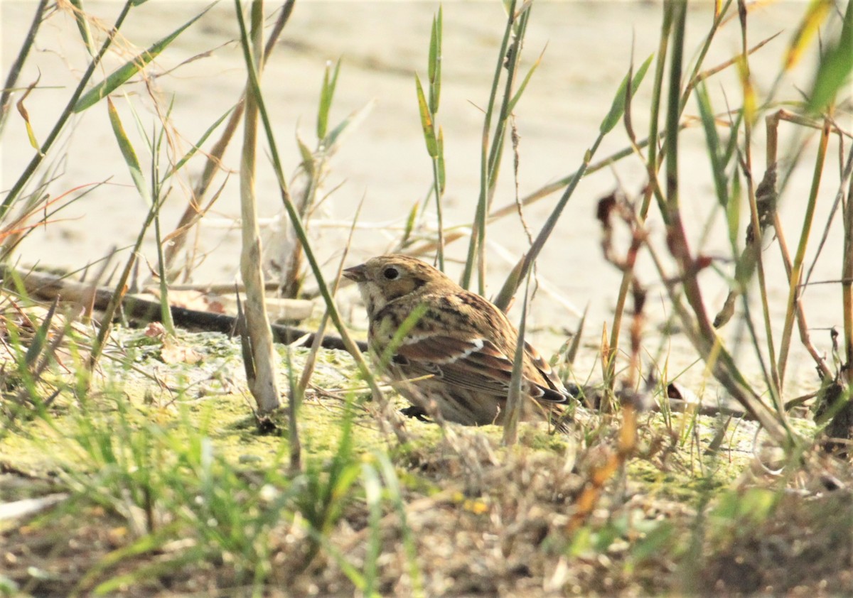 Lapland Longspur - ML523609421