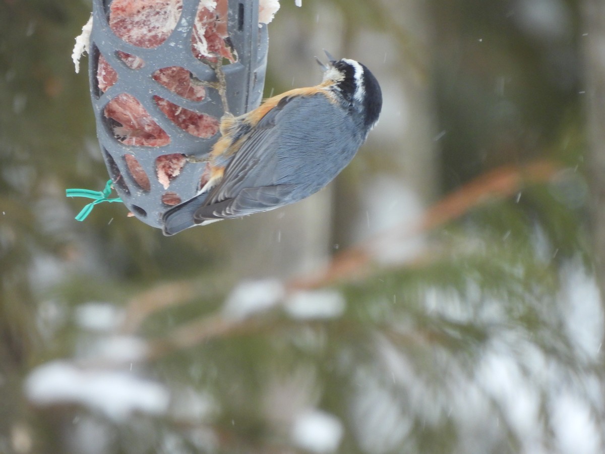 Red-breasted Nuthatch - ML523609501