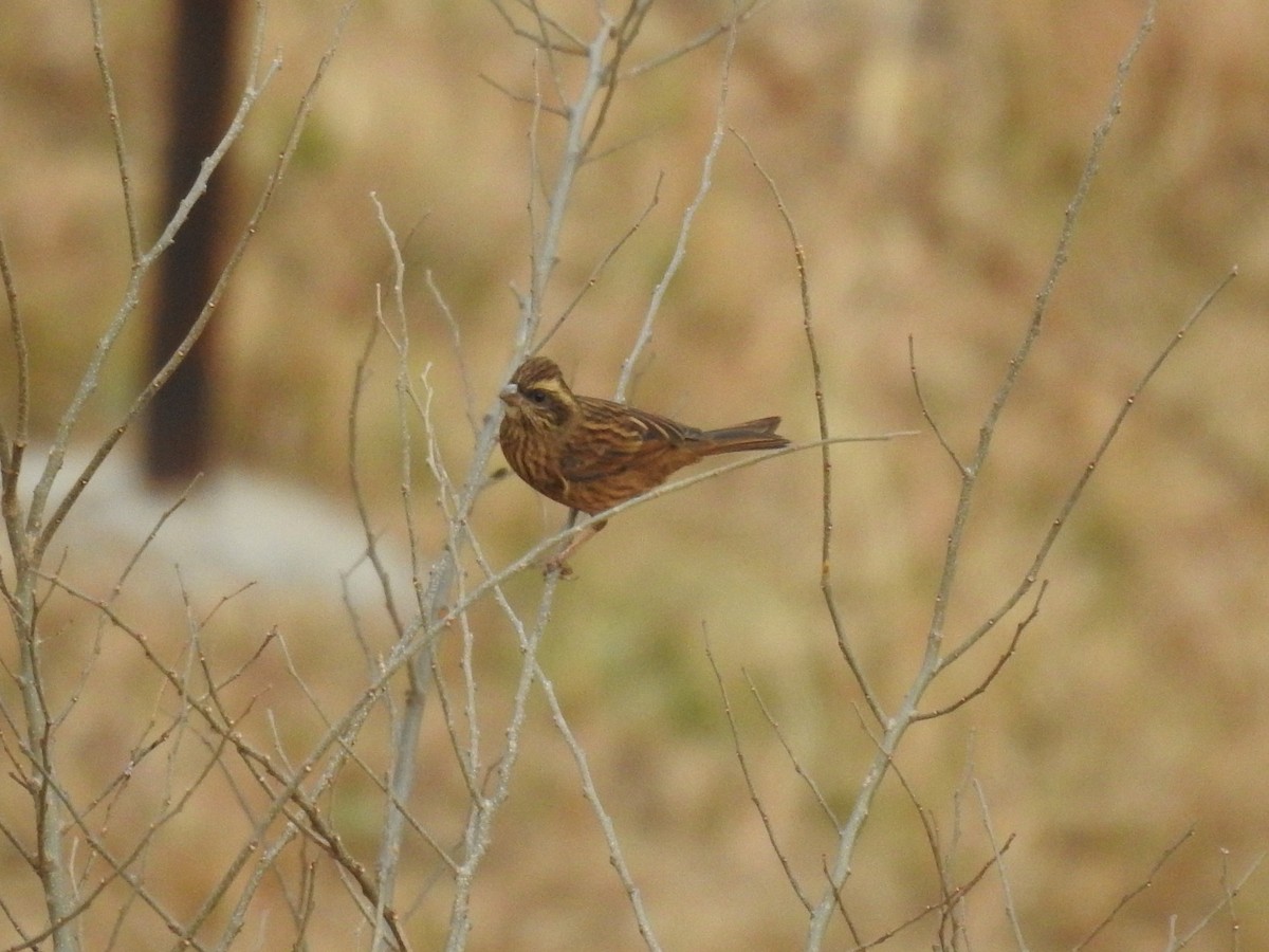 Pink-browed Rosefinch - ML523610551