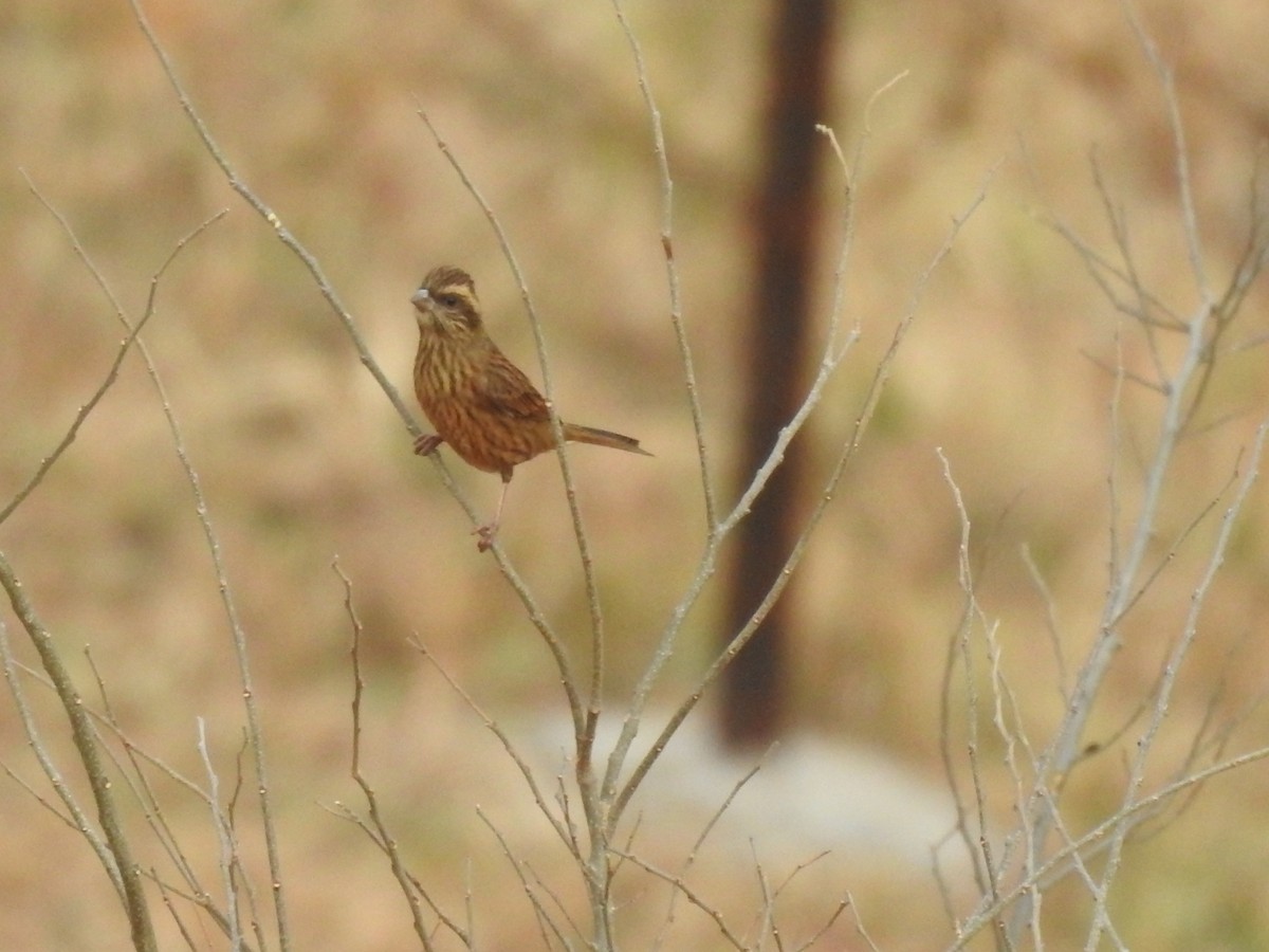 Pink-browed Rosefinch - ML523610561