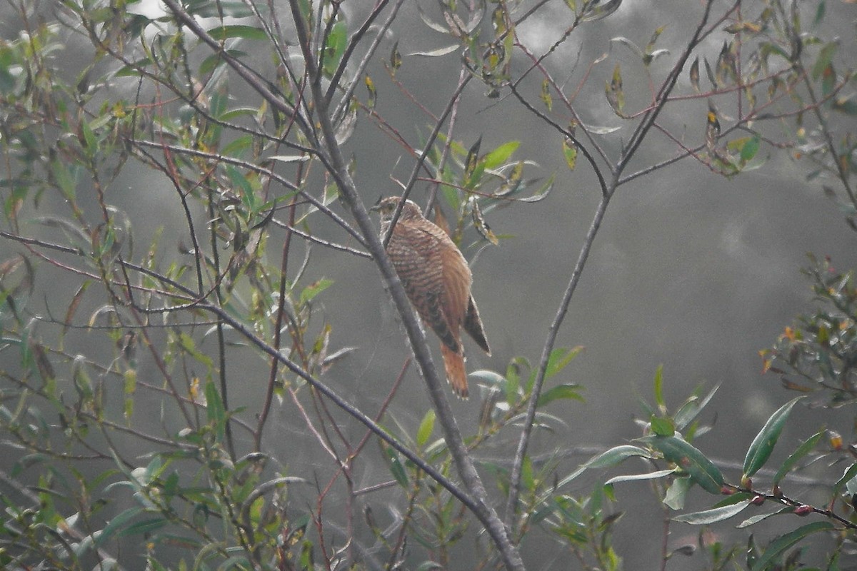 Common Cuckoo - ML523610611