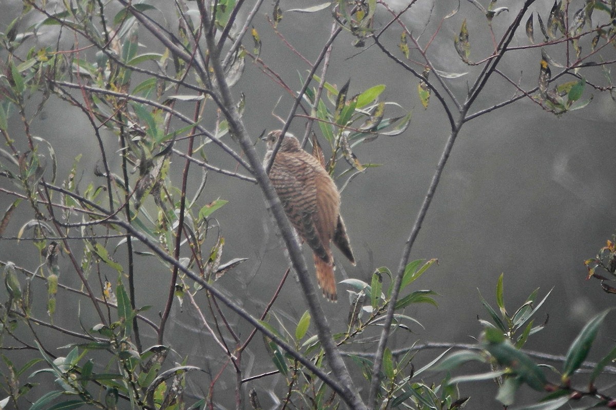 Common Cuckoo - ML523610621