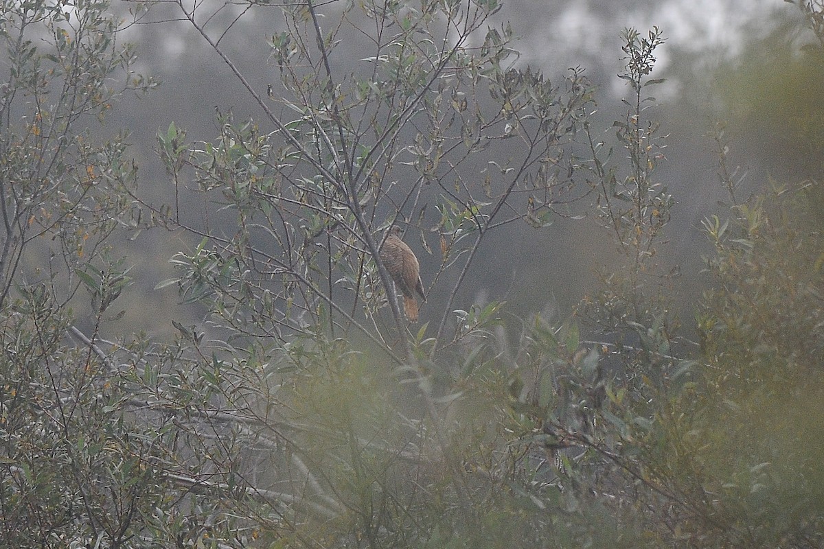 Common Cuckoo - ML523610631