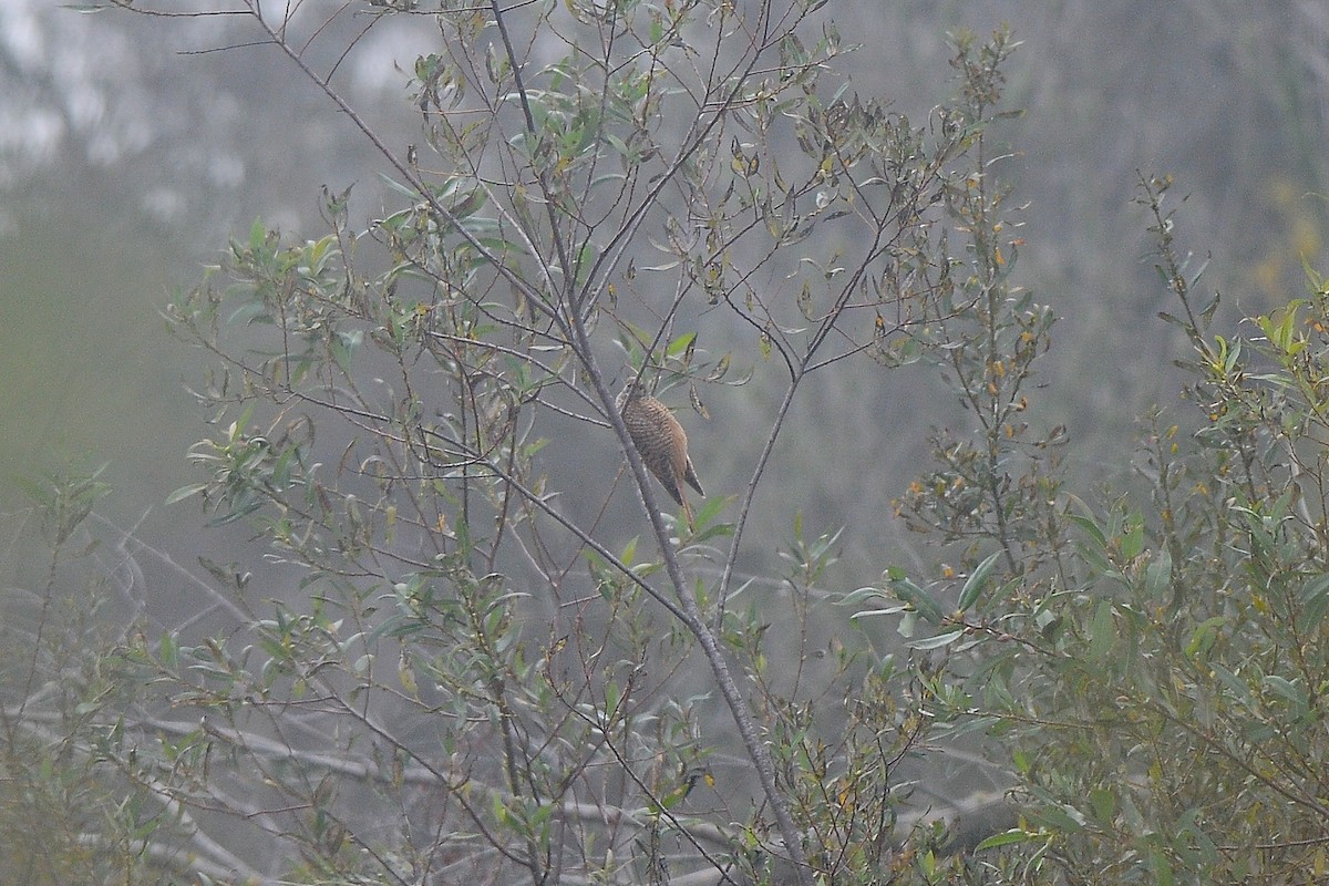 Common Cuckoo - ML523610641