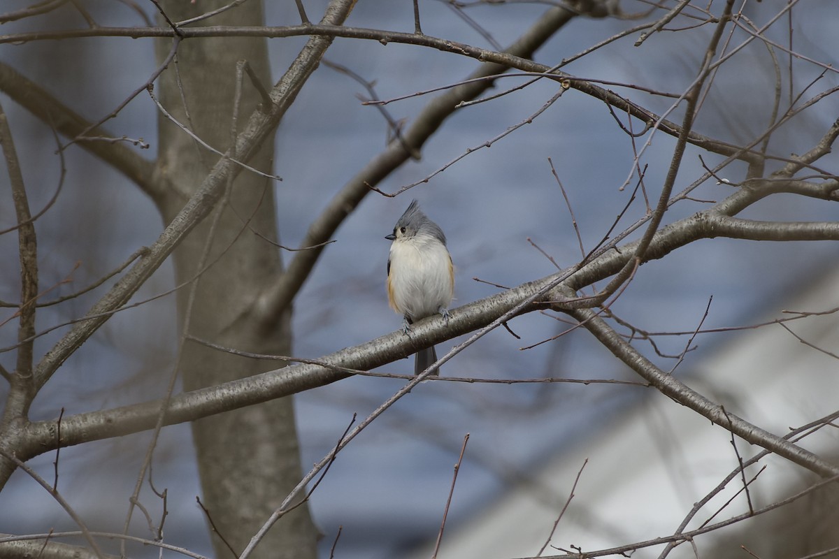 Tufted Titmouse - ML523610931