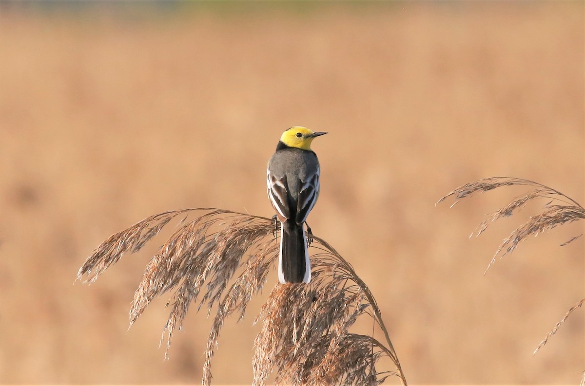 Citrine Wagtail - ML523611681