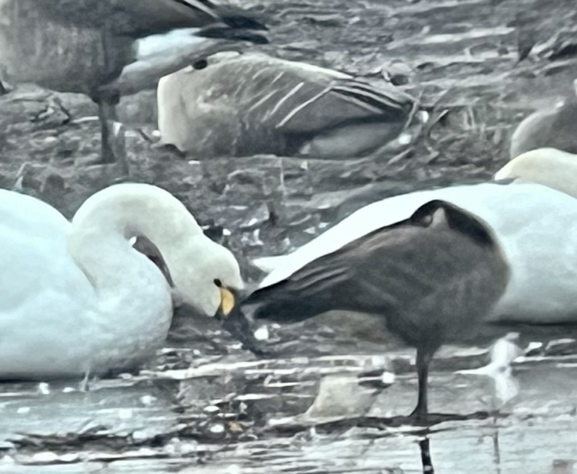 Tundra Swan - ML523611751