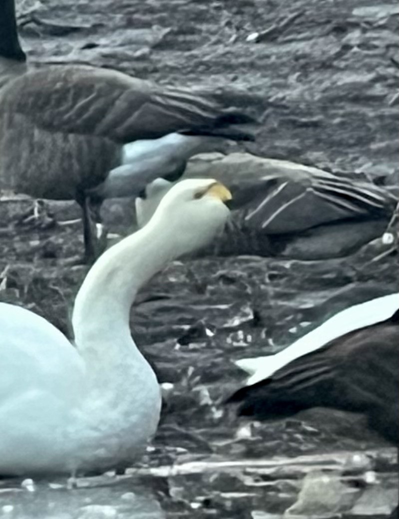 Tundra Swan - ML523611761